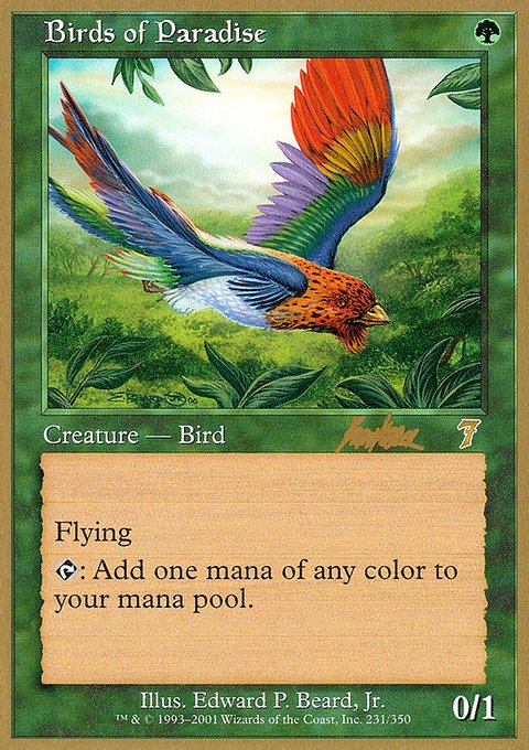 Birds of Paradise