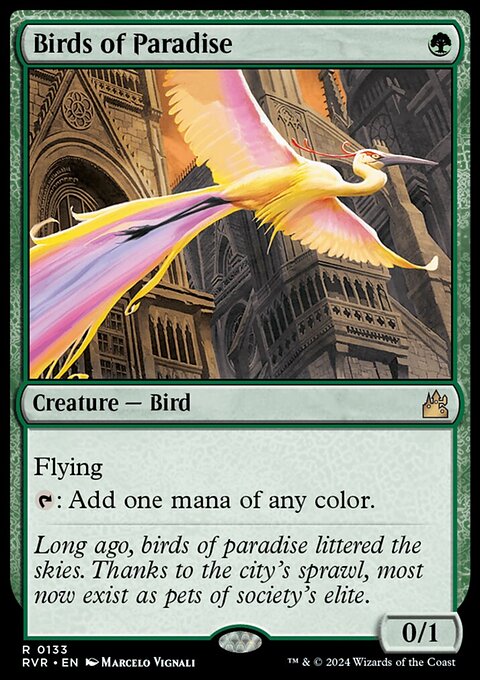 Birds of Paradise