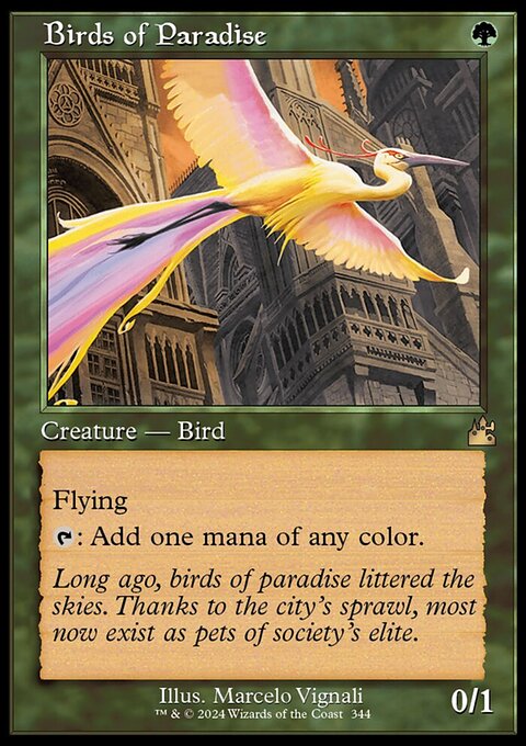 Birds of Paradise