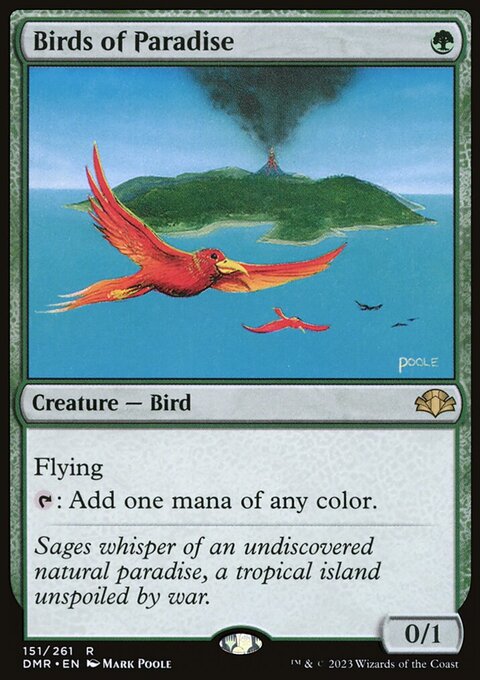 Birds of Paradise