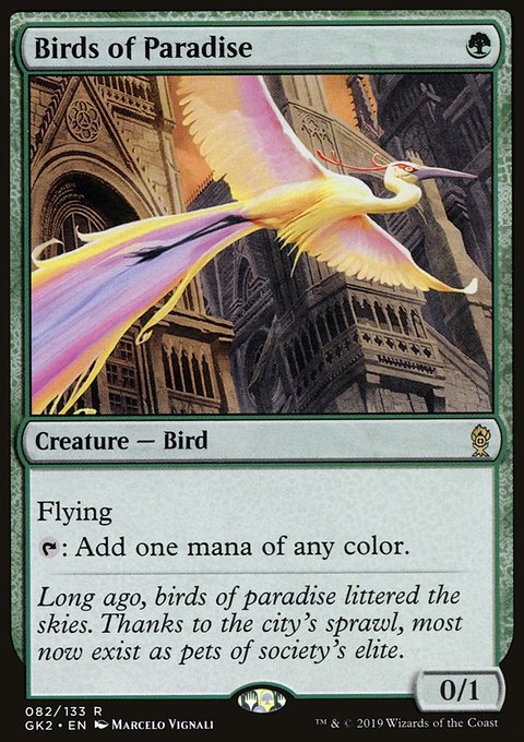 Birds of Paradise