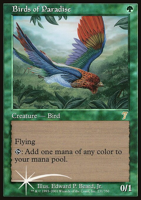 Birds of Paradise